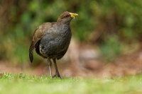 Slipka tasmanska - Tribonyx mortierii - Tasmanian nativehen 0702